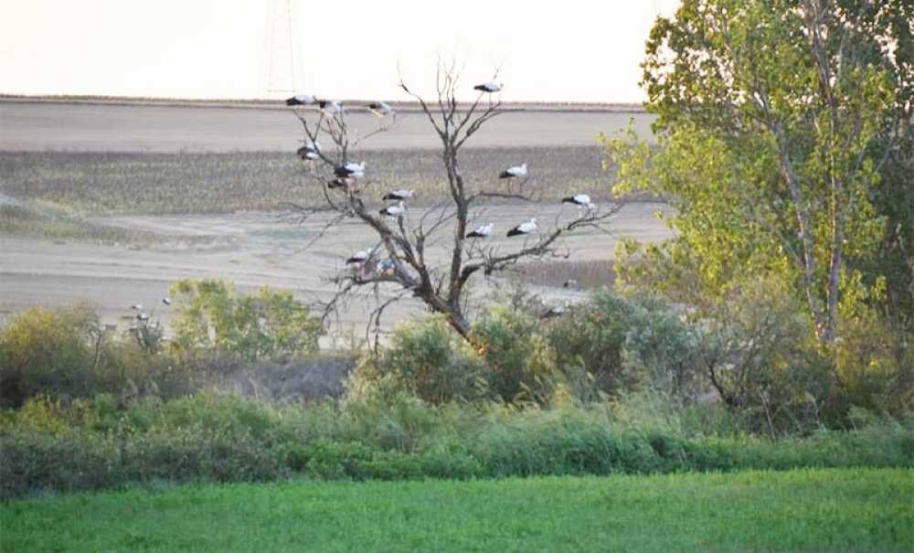 Leyleklerin Göç Yolculuğu Başladı