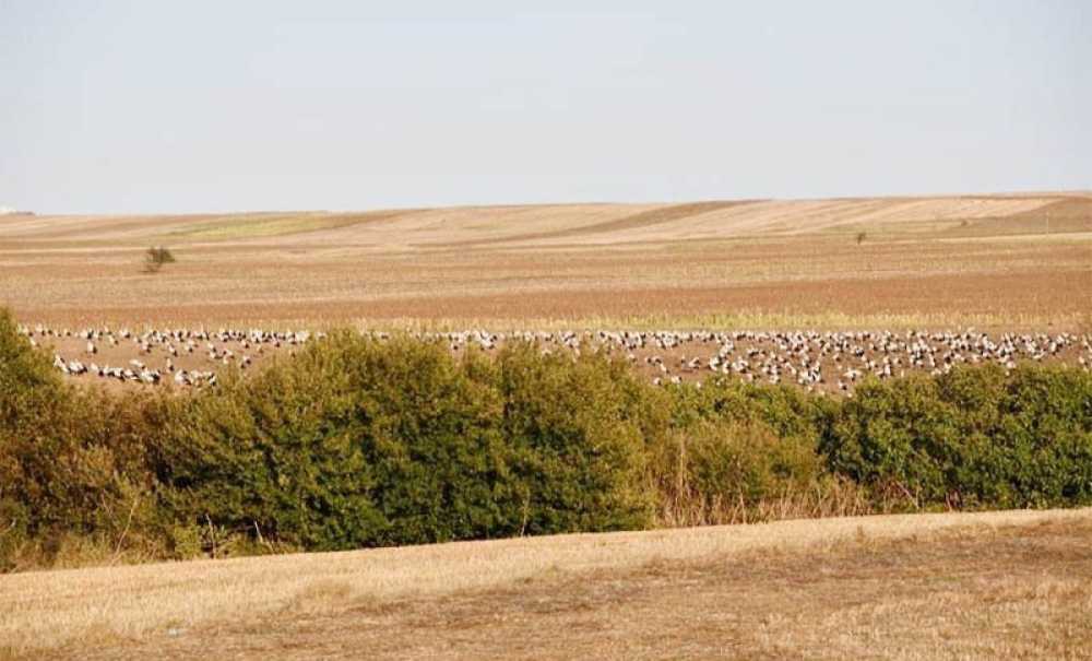 Leyleklerin Göç Yolculuğu Başladı
