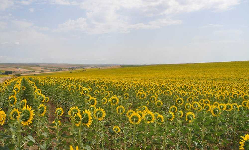 Ayçiçek Üreticisi Hem Verimden, Hem Fiyatlardan Şikâyetçi