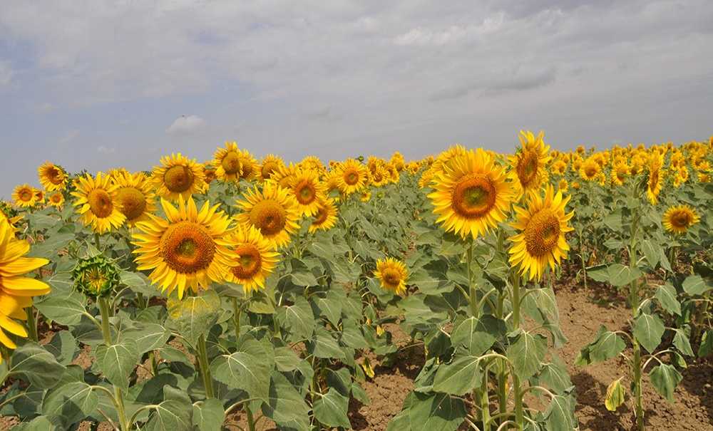 “Sarı Geline Kara Darbe”