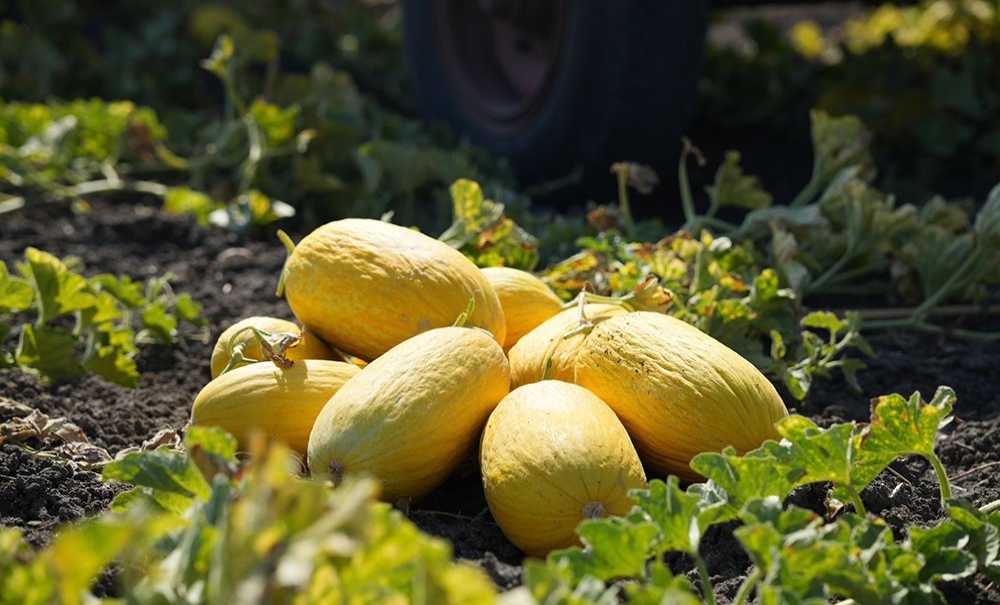 Seymen Kavununu Hasadı Başladı