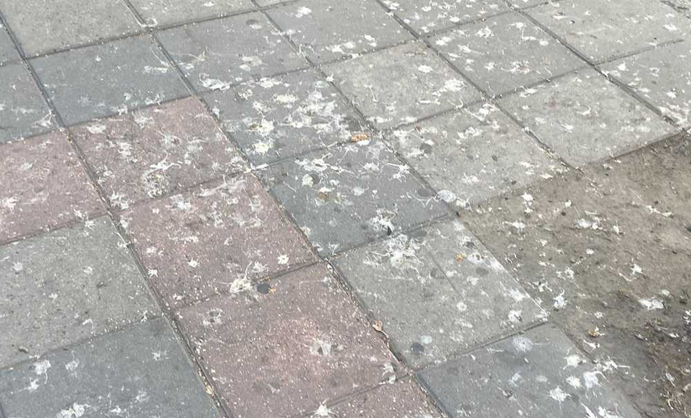 Şi̇nasi̇ Kurşun Caddesi̇nde İstenmeyen Görüntüler