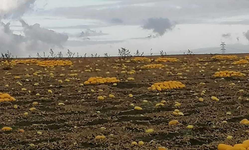 Tarımda Yeni Dönem Tekirdağ'dan Başlıyor