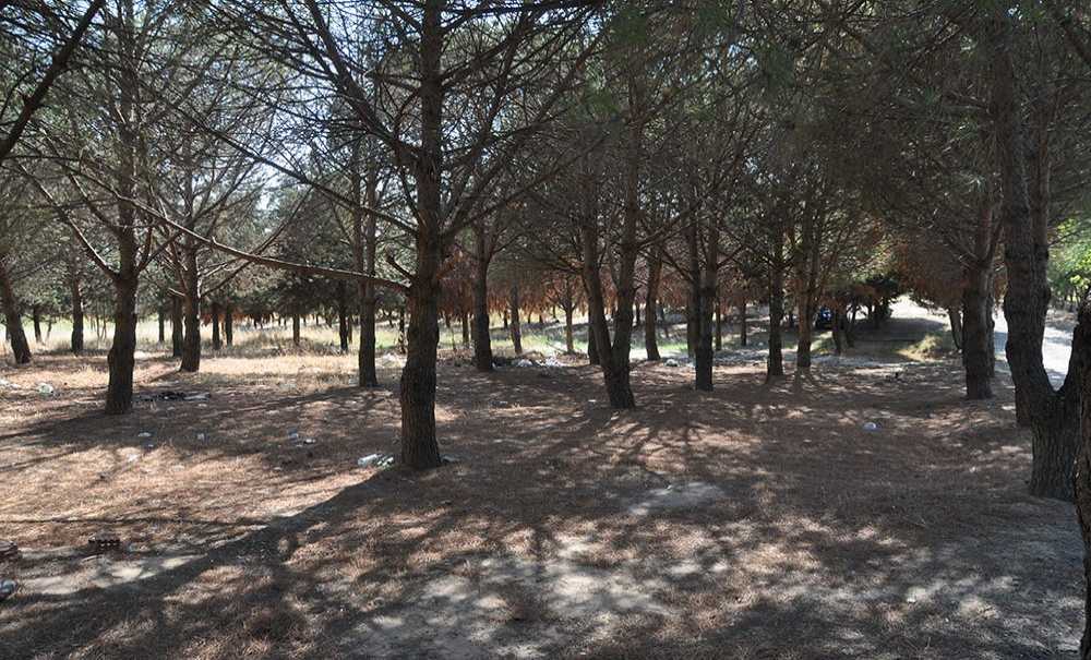 Tema Parkı Ölüyor, Yetkililer İzliyor