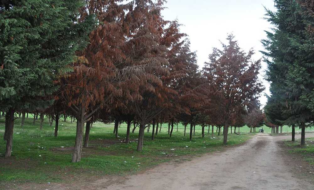 Tema Parkı'nda Ağaçlar Ölüyor!