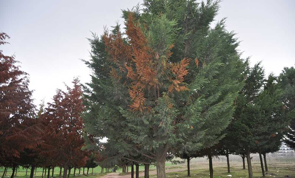Tema Parkı'nda Ağaçlar Ölüyor!
