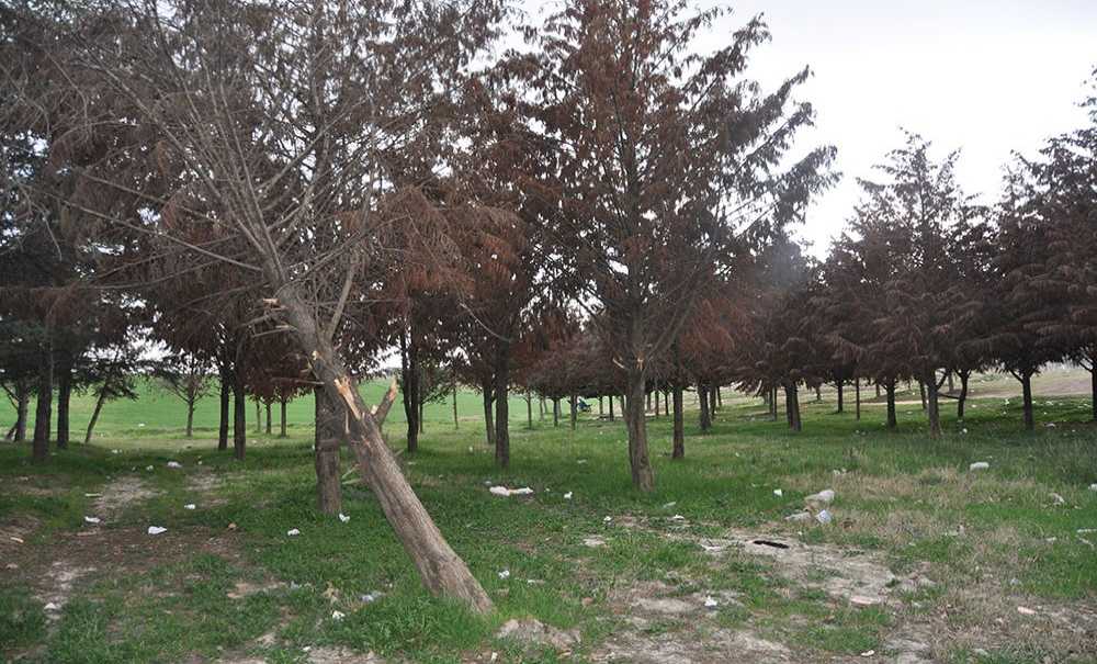 Tema Parkı'nda Ağaçlar Ölüyor!