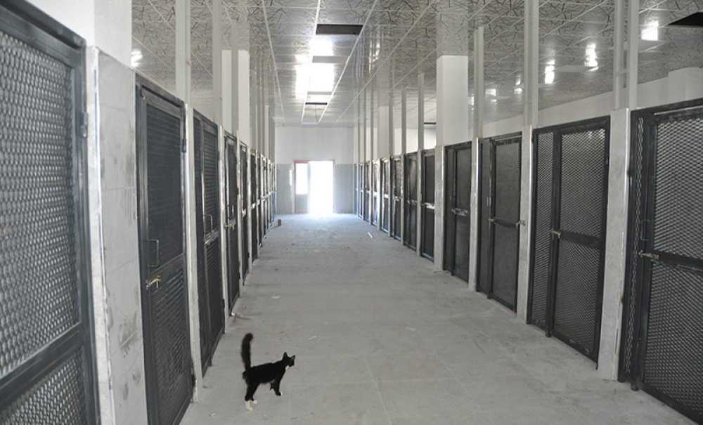 Trakya'nın En Büyük Hayvan Bakımevi Çorlu'da