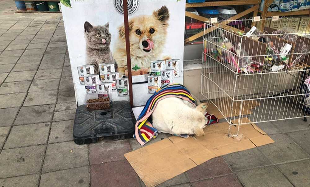 Üstü Örtülen Sokak Köpeği Mışıl Mışıl Uyudu