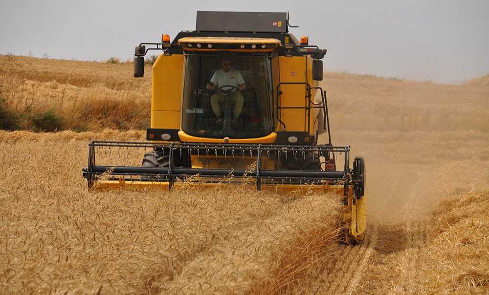 Yağışlar Çiftçiye Cansuyu Oldu