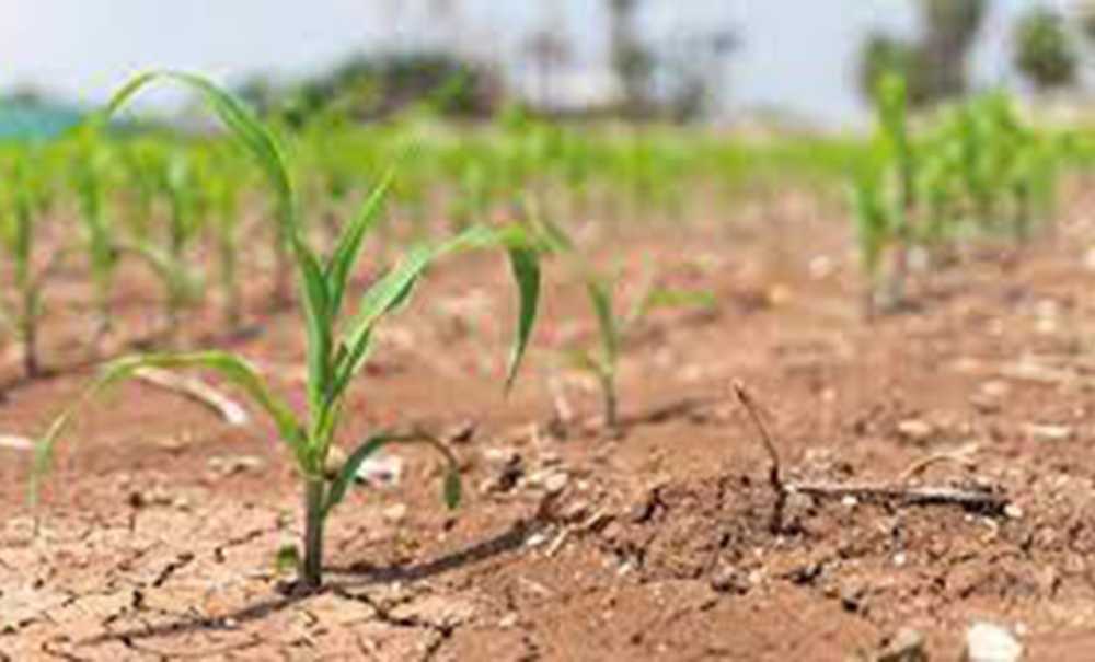 Yağışlar Çiftçiye Cansuyu Oldu