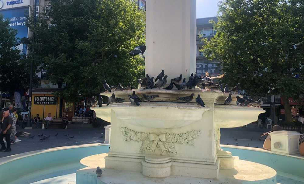 Yaz Sıcağında Güvercinler Susuz Kalıyor!